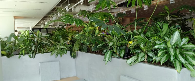 Greenology | Interiorscapes | Green plants inside an office space
