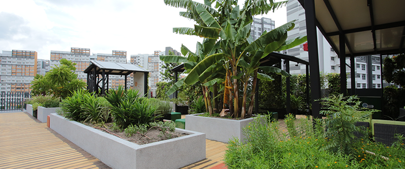 Greenology Singapore | Community Rooftop Garden | Dulwich College Singapore