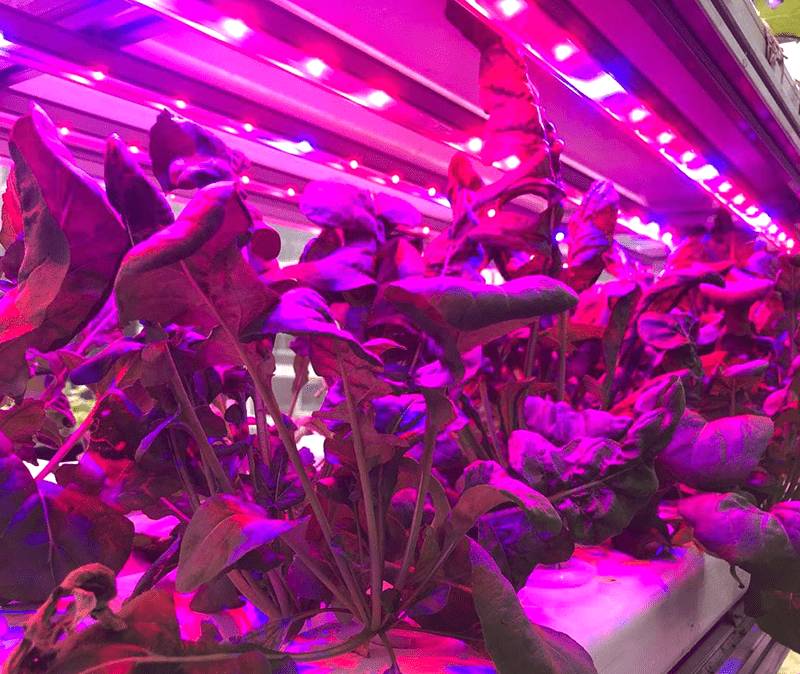 Vegetables growing under red light | Hydroponics system | Greenology Singapore