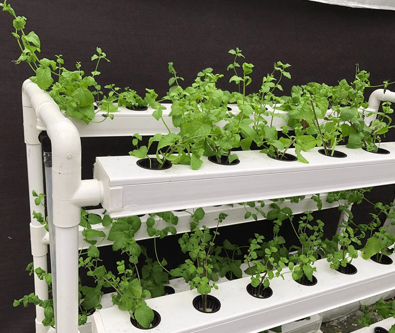 Hydroponic system and foodscaping | Greenology Singapore