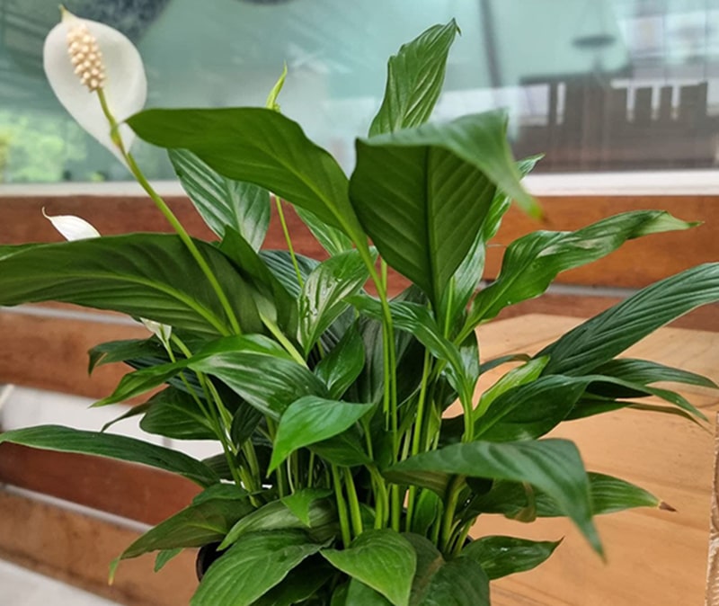 Spathiphyllum | Greenology Singapore