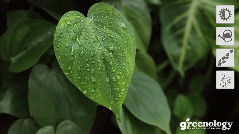 Philodendron | Greenology Singapore