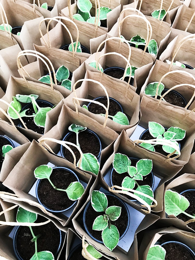 Greenology Singapore | Plant Whisperer | Bags of seedlings